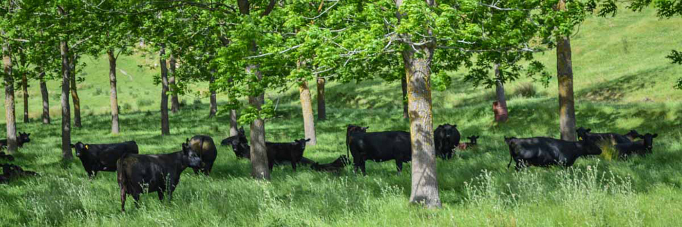 Cattle Under Trees