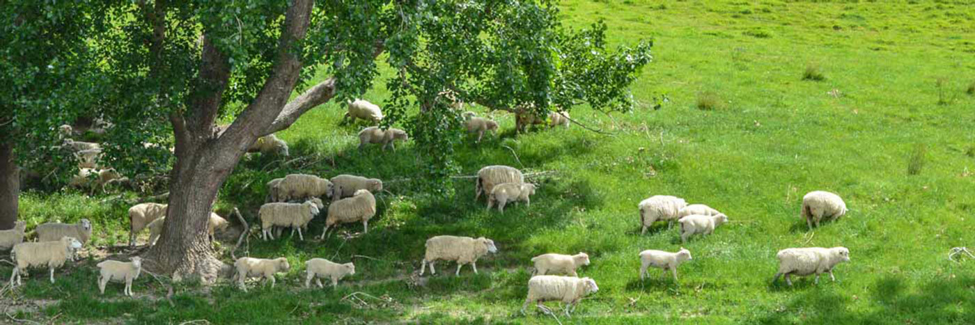 Sheep Under Trees