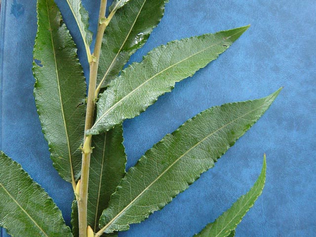 Salix x. calodendron  PN 306 (Hybrida) foliage - upper side of leaves