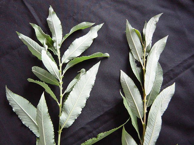 Salix x. calodendron  PN 306 (Hybrida) / Calodendron PN 325 (Black Willow)
