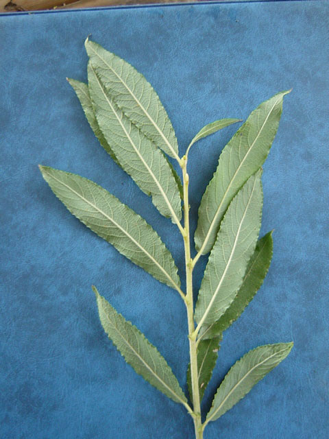 Salix x. calodendron  PN 325 (Black Willow) foliage - lower side of leaves