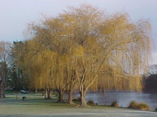 Tree willow in winter