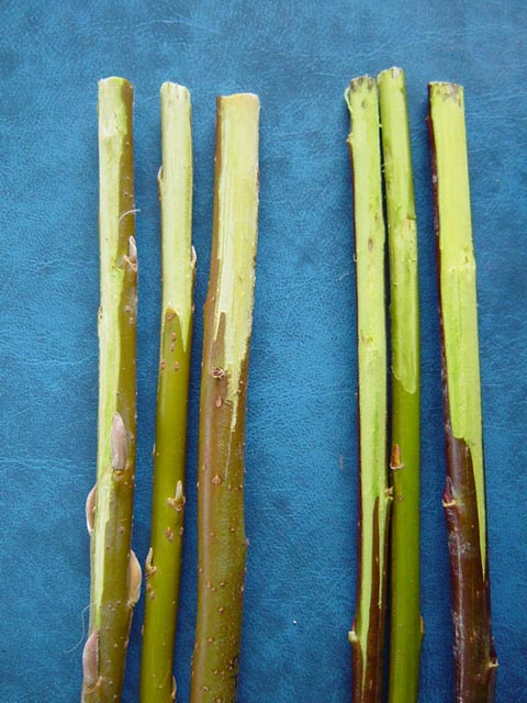 The stems on the left are yellow under the bark, while the stems on the right are yellow-green