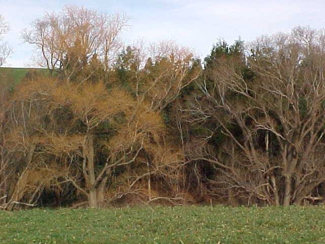 Golden willow (Salix alba var. vitellina) and crack willow (Salix  fragilis) in winter