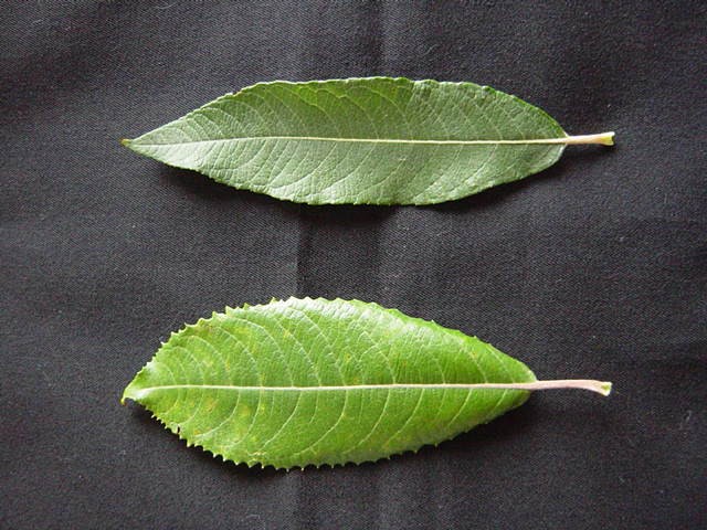 Leaf tips of S. calodendron (long and not twisted) and S. reichardtii (short and twisted)