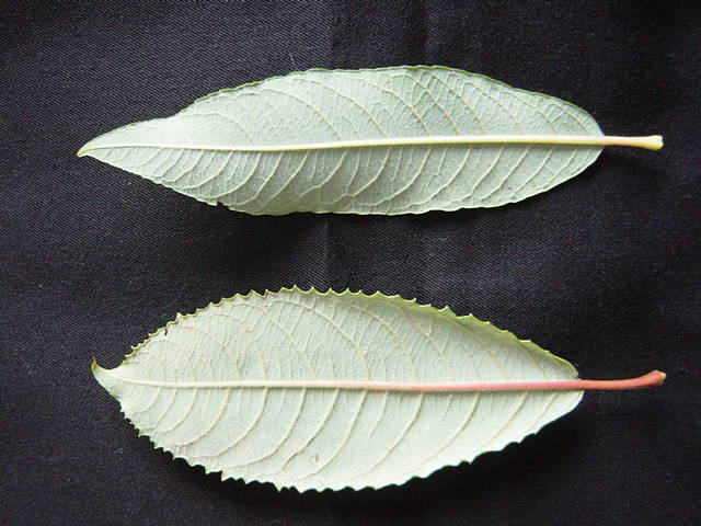 Leaf tips of S. calodendron (long and not twisted) and S. reichardtii (short and twisted)