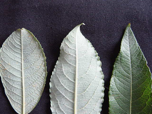 Leaf tips of S. cinerea var oleofolia (short and twisted), S. Caprea (short and twisted) and S. calodendron (long and not twisted)