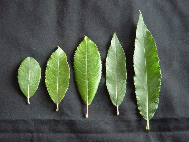 Leaf tips of S. cinerea var oleofolia, S. Caprea and S. reichardtii (all short and twisted) and S. calodendron PN 306 and PN 325 (long and not twisted)