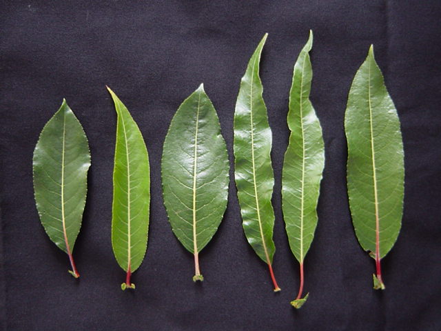 Upper leaf surfaces of Salix daphnoides clones (from left to right): &#39;Otago&#39;, PN696, &#39;QP&#39;, &#39;CZ&#39;, &#39;Taihape&#39; and &#39;G&#39; showing variation in leaf shape