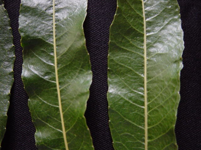 Upper leaf surfaces of Salix daphnoides clones: &#39;CZ&#39; and &#39;Taihape&#39;