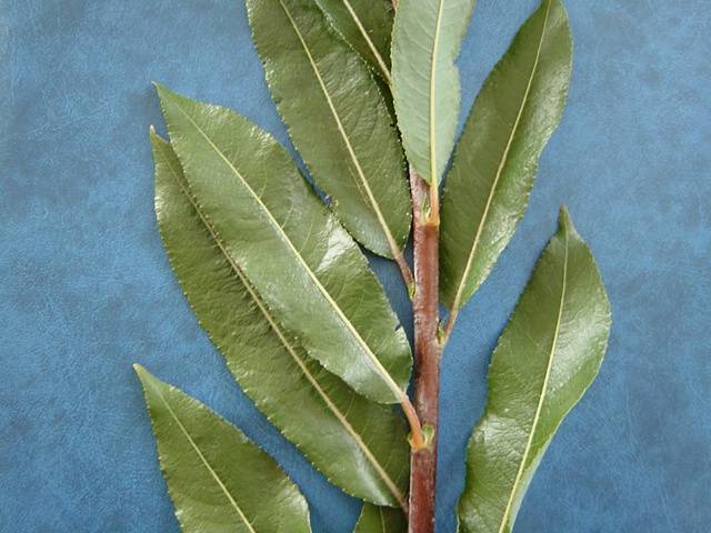 Shoot of Salix daphnoides &#39;G&#39;