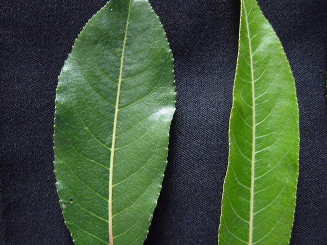 Upper leaf surfaces of Salix daphnoides clones: &#39;Otago&#39; and &#39;PN696&#39;