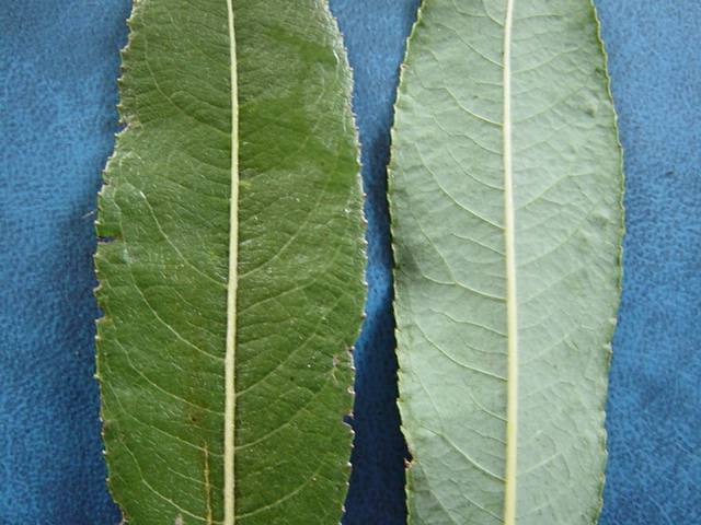 Upper and lower leaf surface detail of Salix daphnoides &#39;Otago&#39;