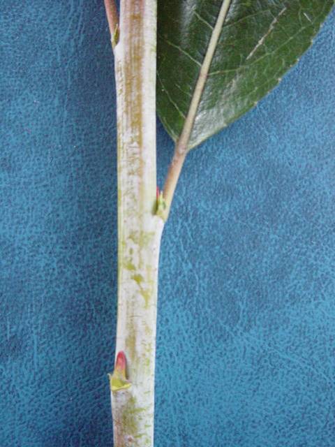 Salix daphnoides stem