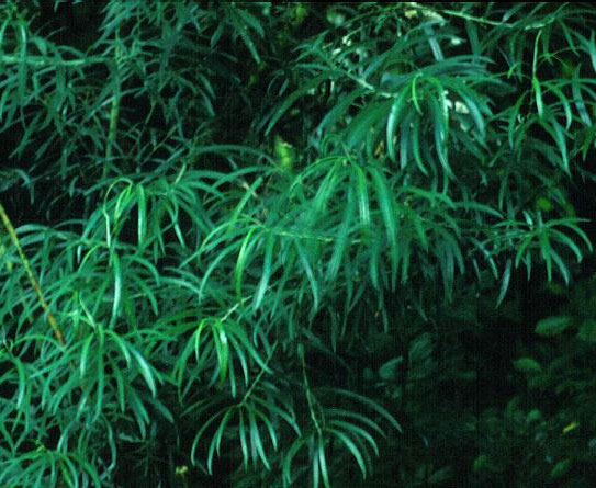 Salix elaeagnos shoots