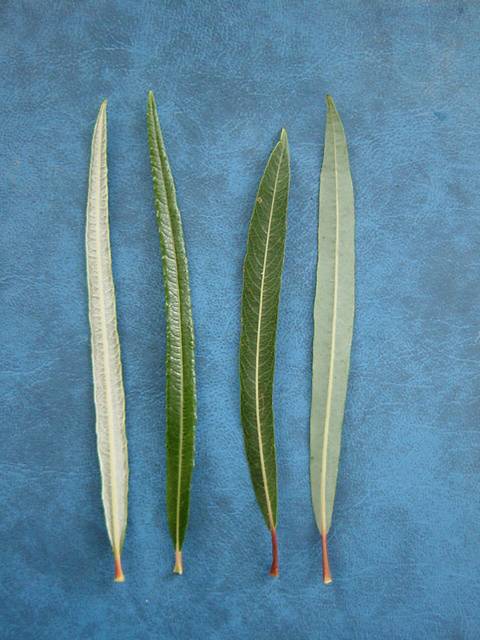 Upper and lower leaf surfaces of S. elaeagnos (left) and S. purpurea &#39;Narrowleaf&#39; aka &#39;Gracilis&#39; (right)