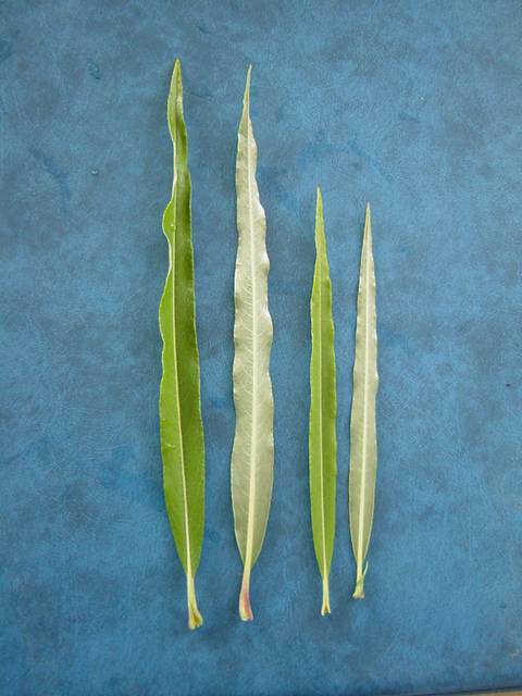 Leaves of Salix kinuyanagi (left) and Salix viminalis &#39;Gigantea&#39; (right)