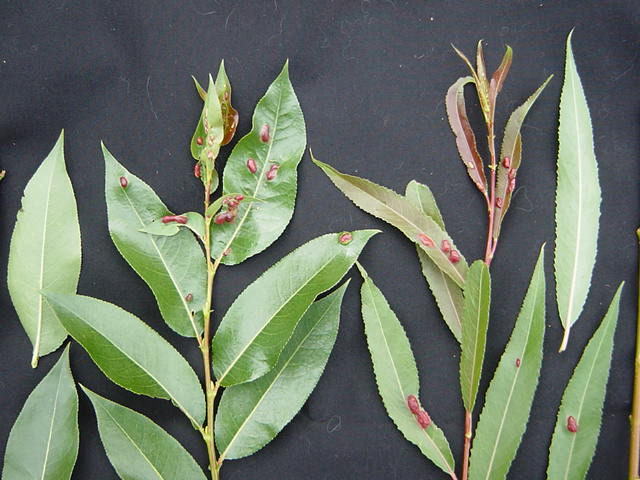 Salix pentandra &#39;Patent Lumley&#39; (left), Salix fragilis PN218 (right) note differences in leaf shape and shoot tip colour