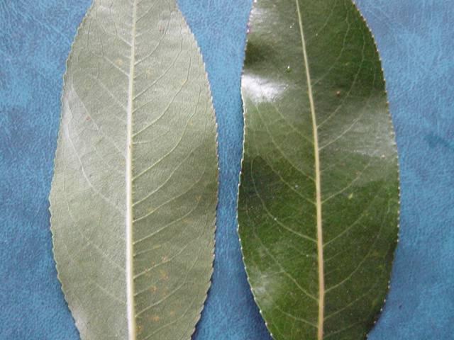 Leaf shape and colour of Salix pentandra &#39;Patent Lumley&#39;, beneath and above