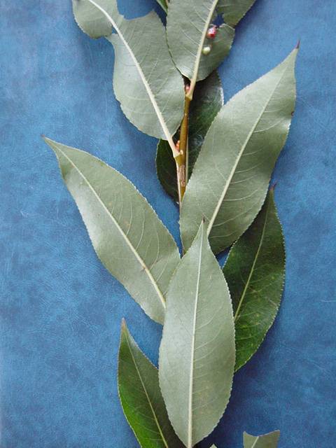 Leaf underside from shoot of Salix pentandra &#39;Patent Lumley&#39;