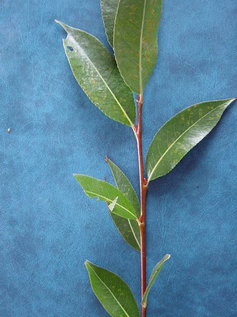 Short shoot detail of Salix pentandra &#39;Patent Lumley&#39; (Short shoot refers to growth originating from lateral or side buds formed over the previous winter, the distance between leaves on the shoot is generally short and leaves are uniform in appearance)