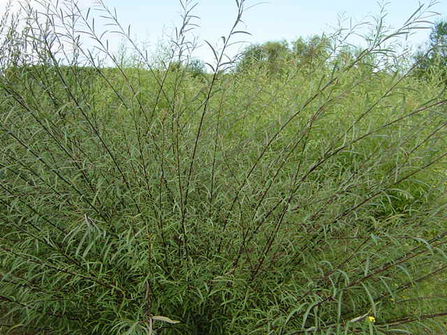 Salix purpurea habit