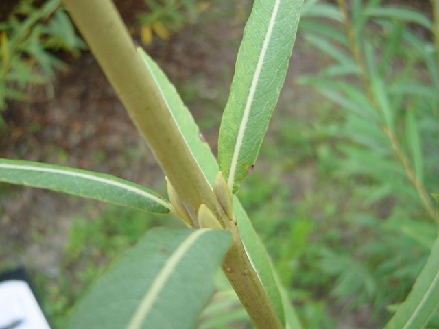 Salix purpurea &#39;Rubra&#39; buds
