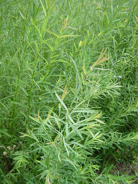 Salix purpurea &#39;Rubra&#39; habit