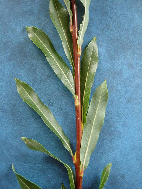 Salix purpurea &#39;Rubra&#39; shoot detail. Note red stem due to exposure to sunlight (lower surface of stem will be green)