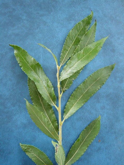 Salix x. calodendron  PN 325 (Black Willow) foliage - upper side of leaves