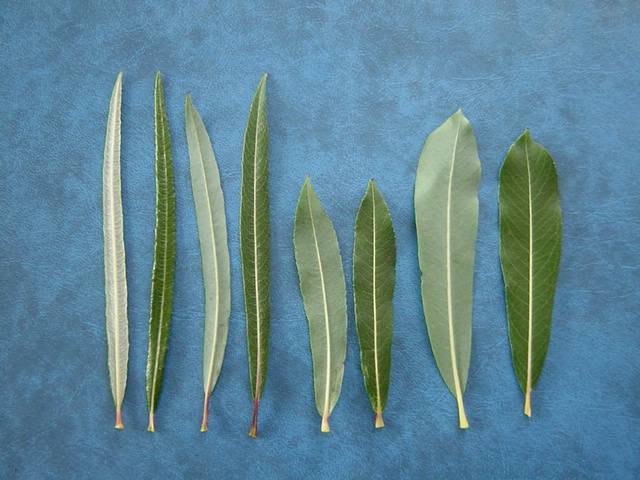 Detail of upper and lower leaf surfaces of (from left to right): Salix elaeagnos, S. purpurea &#39;Narrowleaf&#39; aka &#39;Gracilis&#39;. Salix pupurea &#39;Rubra&#39;, Salix purpurea &#39;Booth&#39;